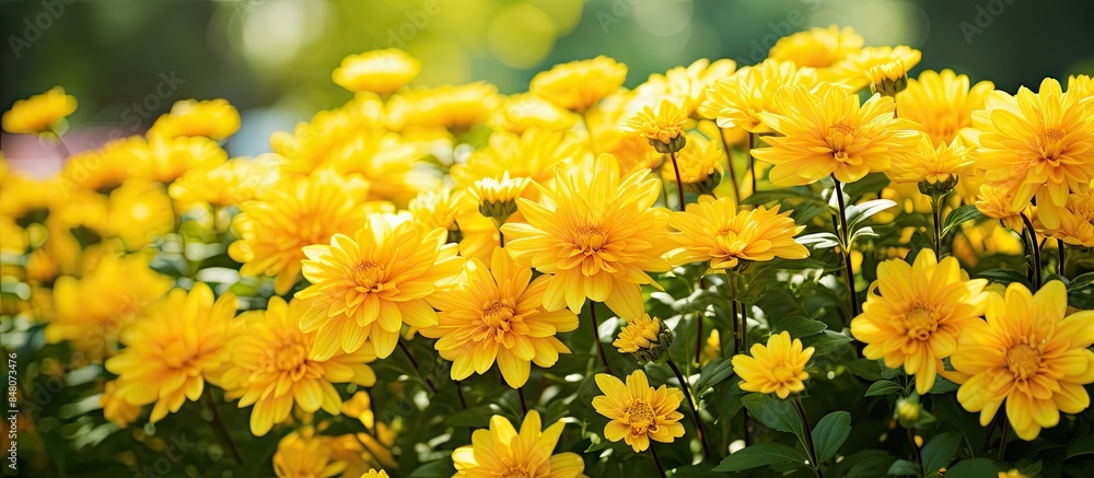 beautiful yellow flowers growing in the garden among green foliage background on a warm summer day in close up. Creative banner. Copyspace image beautiful yellow flowers growing in the garden among green foliage background on a warm summer day in close up. Creative banner. Copyspace image
