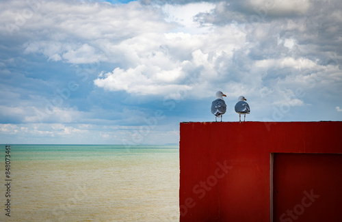 two pigeons overlooing the horizon at the sea shore photo