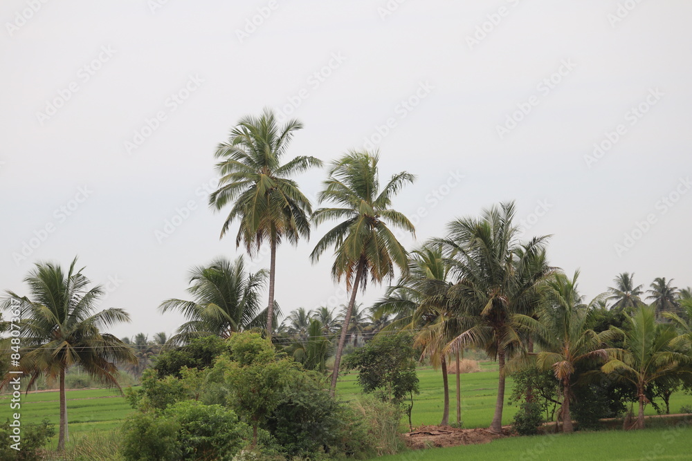 palm trees or coconut tree in the Outdoor Pollachi ,Coimbatore palm trees or coconut tree in the Outdoor Pollachi ,Coimbatore