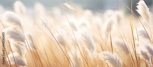 rare white grass growing in a meadow. Creative banner. Copyspace image photo