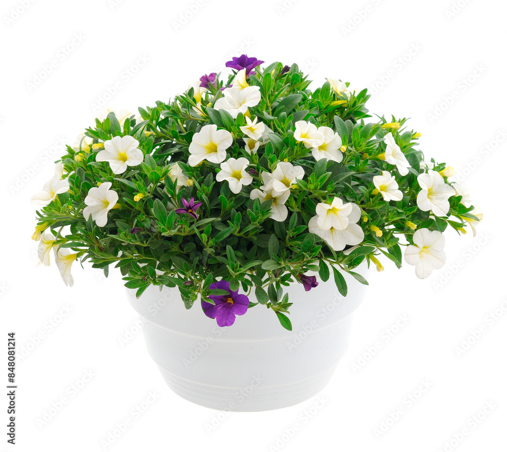 Calibrachoa flowers in pot isolated. Calibrachoa flowers in pot isolated.