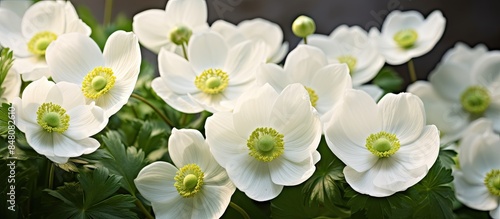 Close up of white japanese anemone flowers Anemone x hybrida. Creative banner. Copyspace image photo