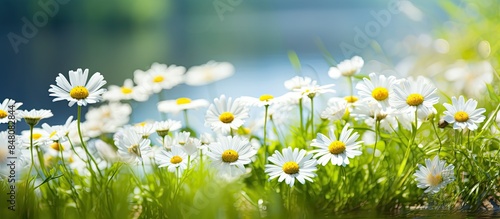 daisy flowers that grow wild. Creative banner. Copyspace image