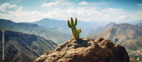 Cactus on the rock. Creative banner. Copyspace image photo