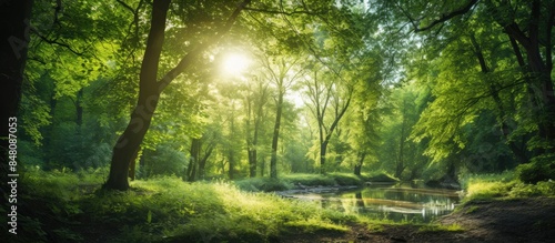 Sun beams in clear day in the green forest. Creative banner. Copyspace image