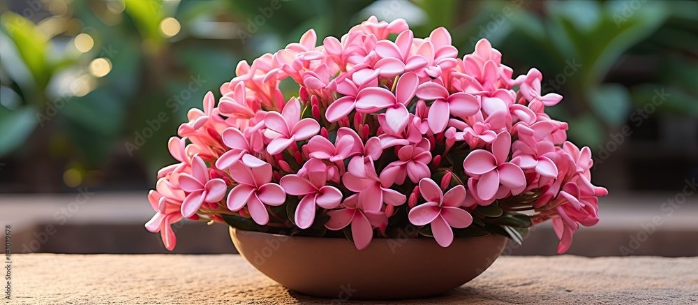Plumeria Rubra commonly known as the stranded nose or plumeria is a ...