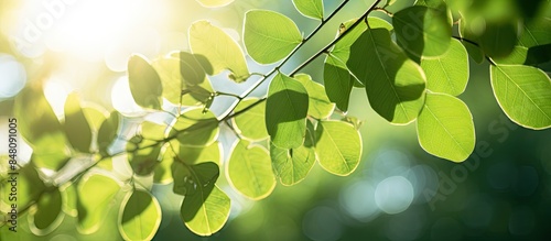 Bokeh light from the sun through the leaves. Creative banner. Copyspace image