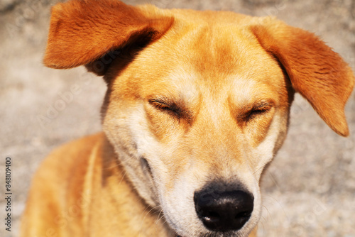 Close-up portrait of a red stray dog. Homeless street animals. 