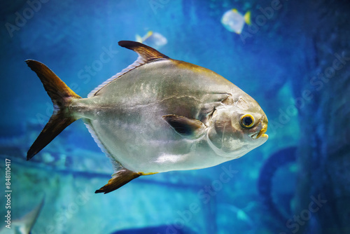 The snubnose dart or pompano (trachinotus blochii) commercial food fish