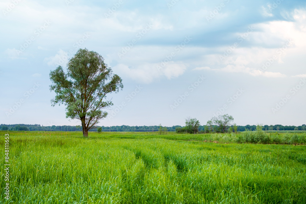 Summer evening landscape with bright cloudy blue sky, green field and lonely tree on the horizon Summer evening landscape with bright cloudy blue sky, green field and lonely tree on the horizon