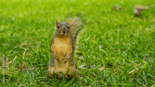 Fotografía Squirrel standing on hind legs