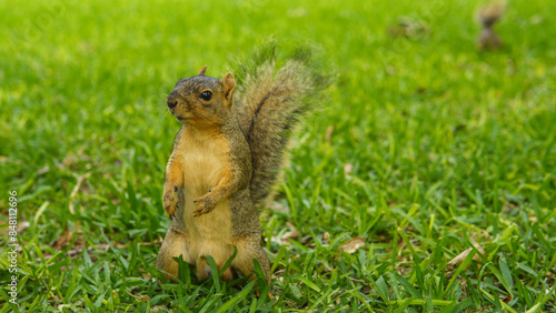 Εκτύπωση καμβά Squirrel standing on hind legs