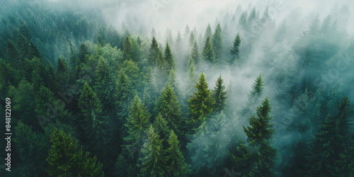 Fototapeta Naklejka Na Ścianę i Meble -  Misty pine forest aerial view