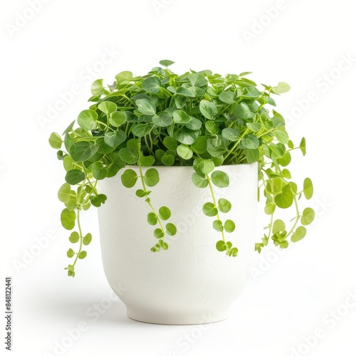 A Creeping Jenny in a white pot, no shadow, isolated on white background photo