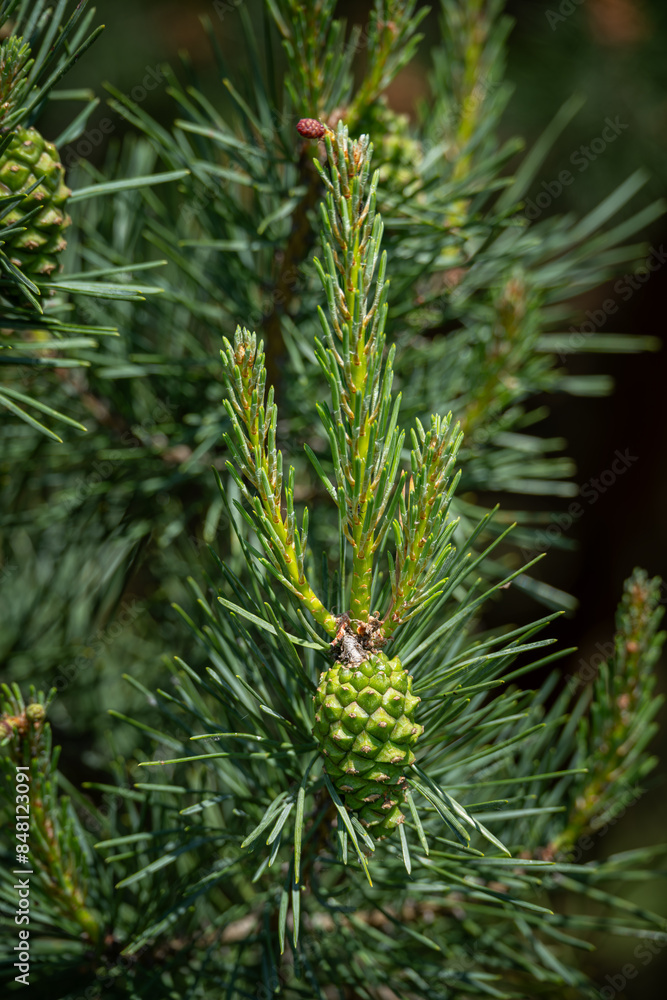 Scots pine and its green cones on a branch. Scots pine and its green cones on a branch.