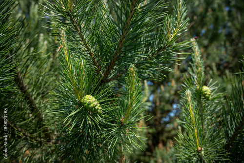 Bild auf Leinwand Scots pine and its green cones on a branch.