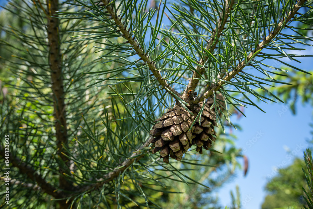Scots pine and its open cones on a branch. Scots pine and its open cones on a branch.