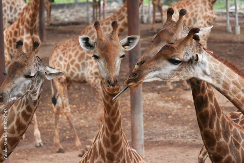 Canvas Print Giraffes in the zoo are raised by people.