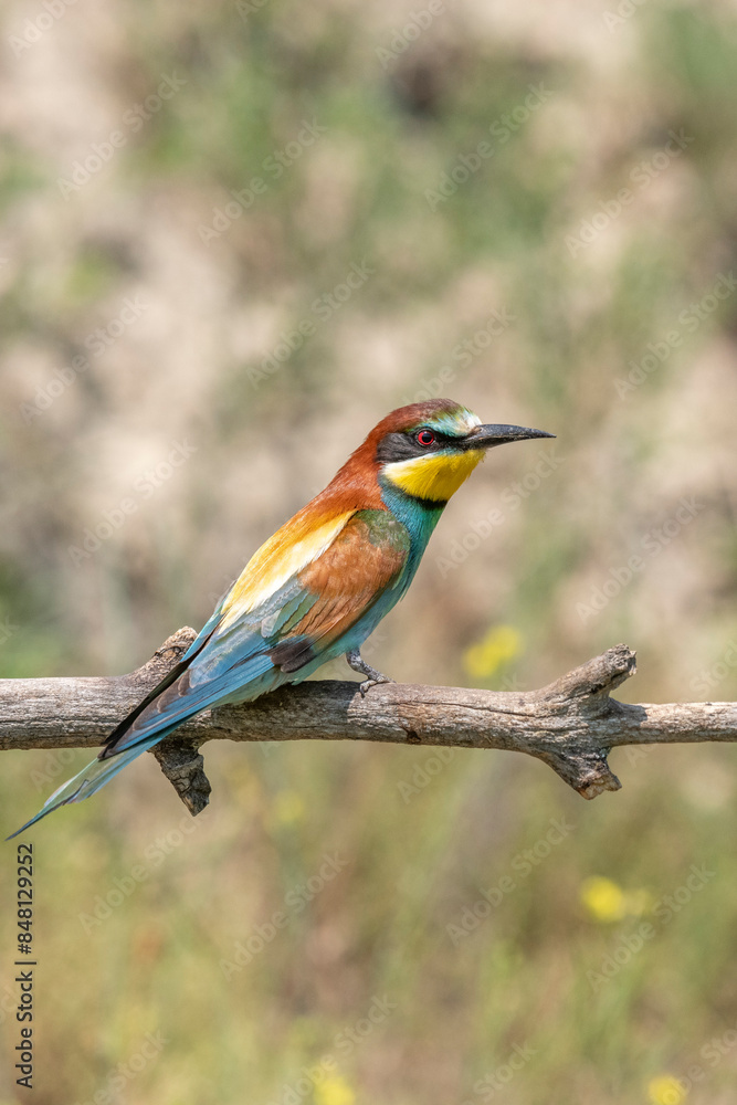 European bee-eater (merops apiaster) on a branch in spring. European bee-eater (merops apiaster) on a branch in spring.