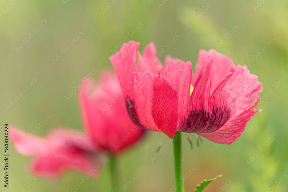 Poppy flower in the countryside in spring. Poppy flower in the countryside in spring.