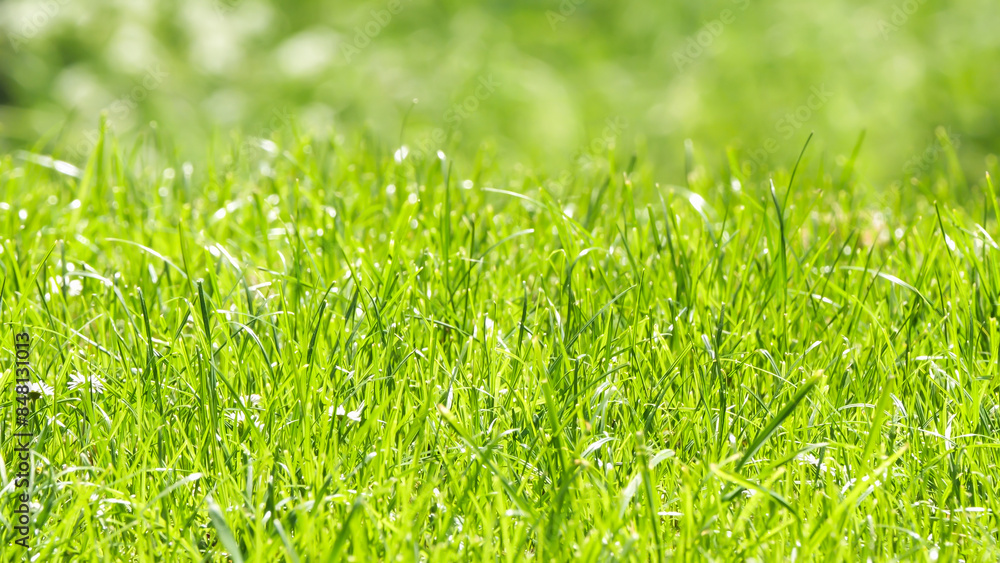 closeup of a fresh green meadow with focus on grass blades in foreground in sunshine on blurred bokeh light background, product display with space in nature idyll closeup of a fresh green meadow with focus on grass blades in foreground in sunshine on blurred bokeh light background, product display with space in nature idyll
