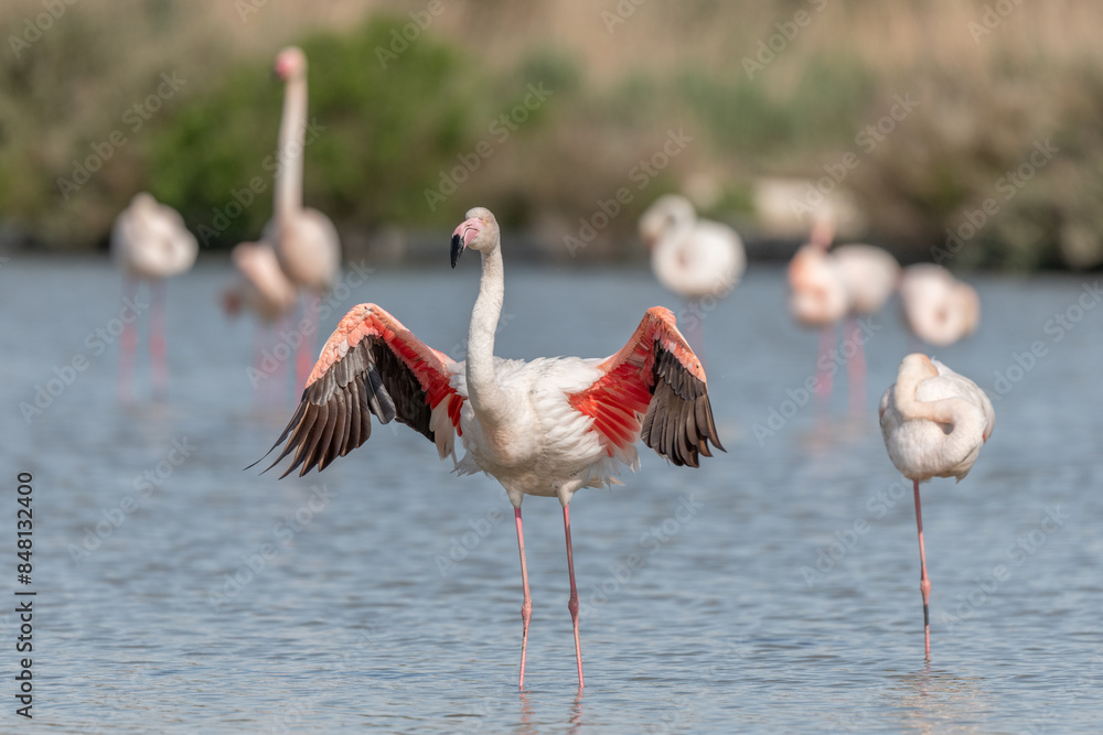Flamingo (Phoenicopterus roseus) in a pond of a natural reserve. Flamingo (Phoenicopterus roseus) in a pond of a natural reserve.