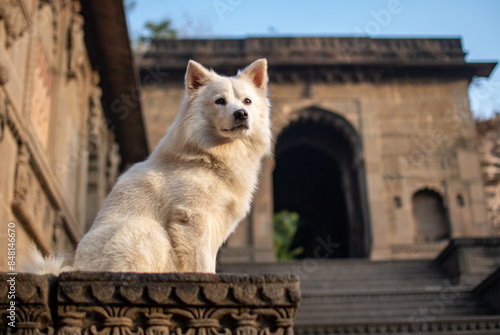 A  cute Samoyed dog siting out of a temple gate  photo