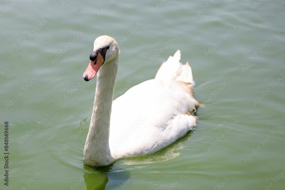 Close up White swan is cute in river Close up White swan is cute in river