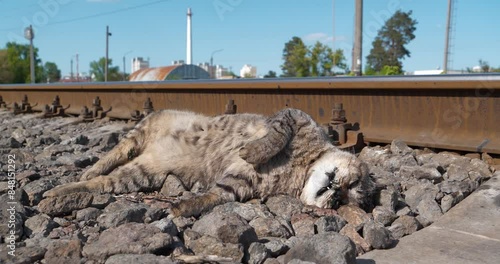 Dead cat lies on the railway. Cat ran across the road and was hit by a train photo