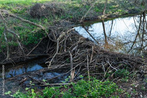 Stream with beaver dam in it, made of tree branches piled together. View of beaver dam in early spring, making water to stop, some green plants nearby, wild nature life