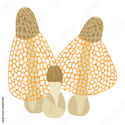 Bamboo mushrooms. Hand drawn veiled lady mushroom trendy flat style isolated. Phallus indusiatus edible delicious mushroom, asian cuisine, delicacy, vegetarian food. Vector clip art illustration.