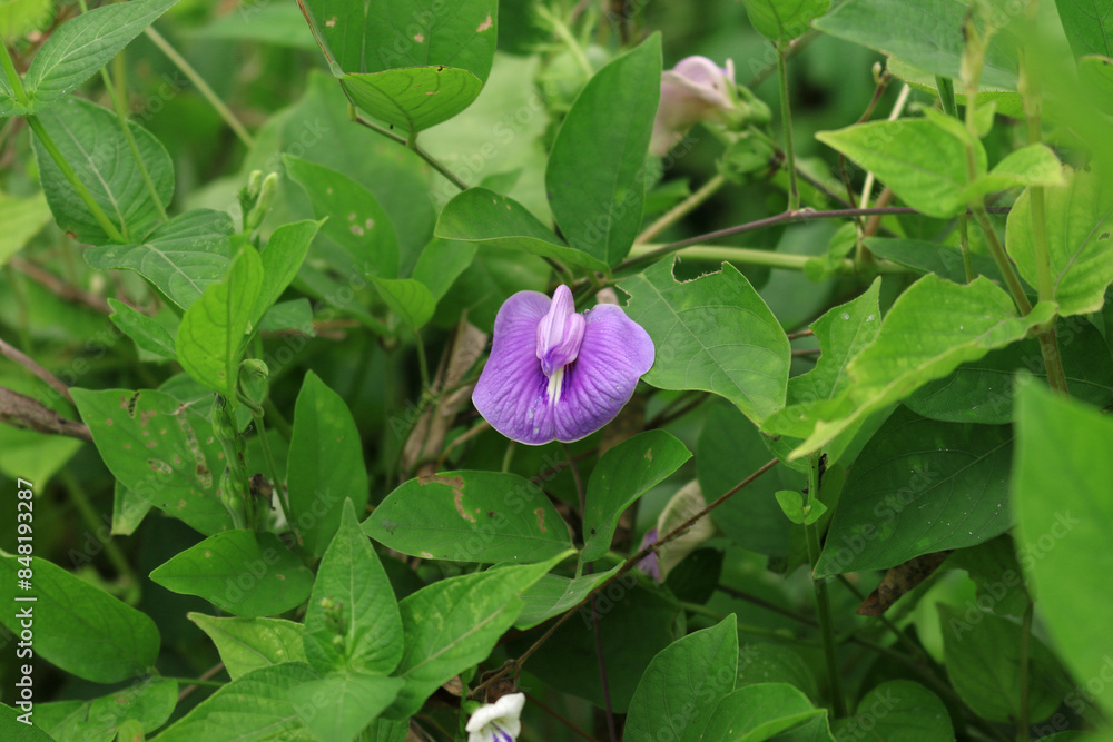 Centrosema Virginianum Flower, Purple Wild Flower Centrosema Virginianum Flower, Purple Wild Flower