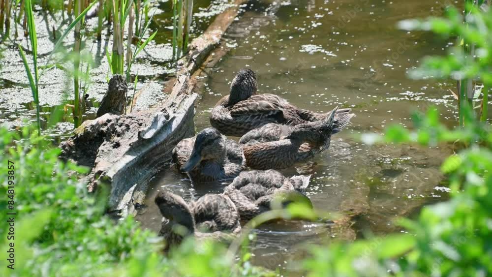 Ducklings preen their feathers in the pond. Birds in nature. Ducklings preen their feathers in the pond. Birds in nature.