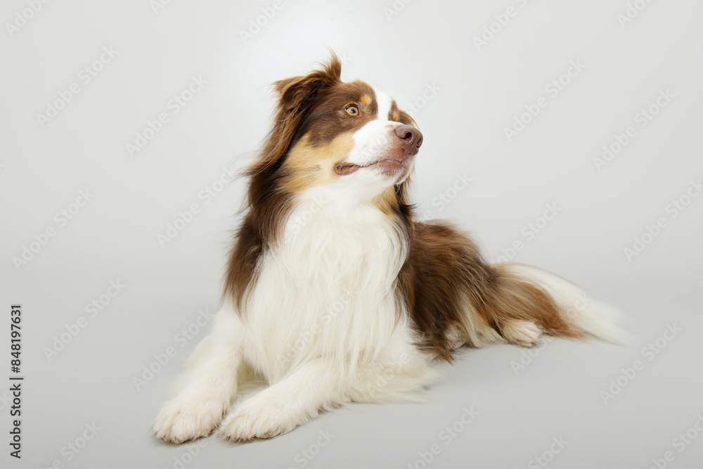 Portrait Australian Shepherd dog lying down and looking away. Isolated on gray background Portrait Australian Shepherd dog lying down and looking away. Isolated on gray background