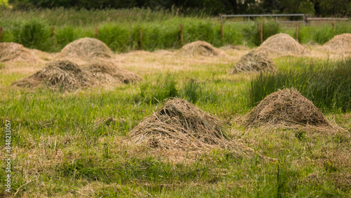Scenic rural countryside landscape of piles of hay stacks drying in green on the Somerset Levels in England UK