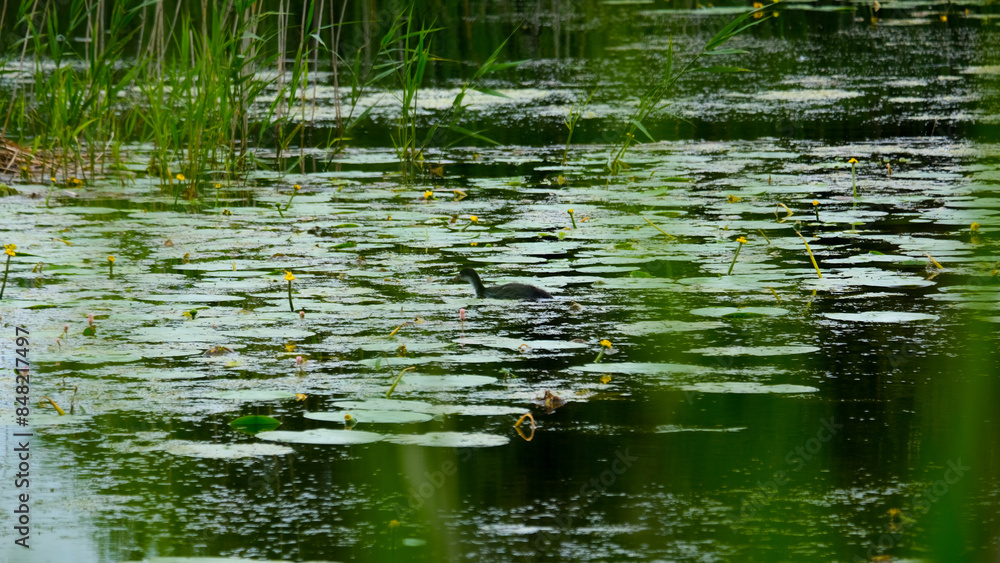 Scenic view of waterfowl bird swimming through green weeds and lilies on lake at nature reserve on Somerset Levels in England UK Scenic view of waterfowl bird swimming through green weeds and lilies on lake at nature reserve on Somerset Levels in England UK