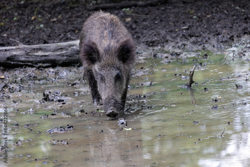 Wild boars dig in the muddy ground Wild boars dig in the muddy ground