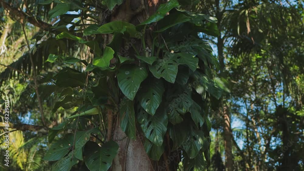Textura de planta trepadeira giboia furada em tronco de árvore na mata atlântica