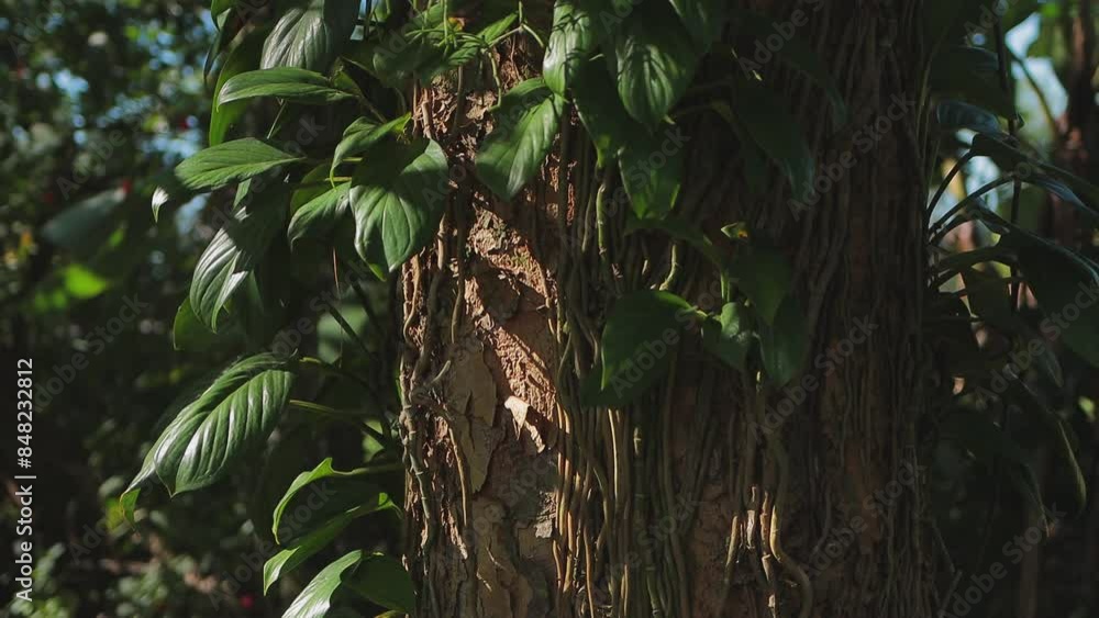 Textura de planta trepadeira giboia furada em tronco de árvore na mata atlântica