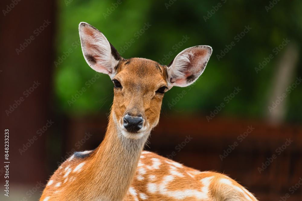 Portrait spot deer looking at camera in the woods Portrait spot deer looking at camera in the woods