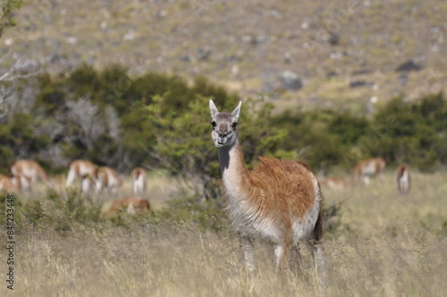 guanaco lama guanicoe animal endemico patagonia chile