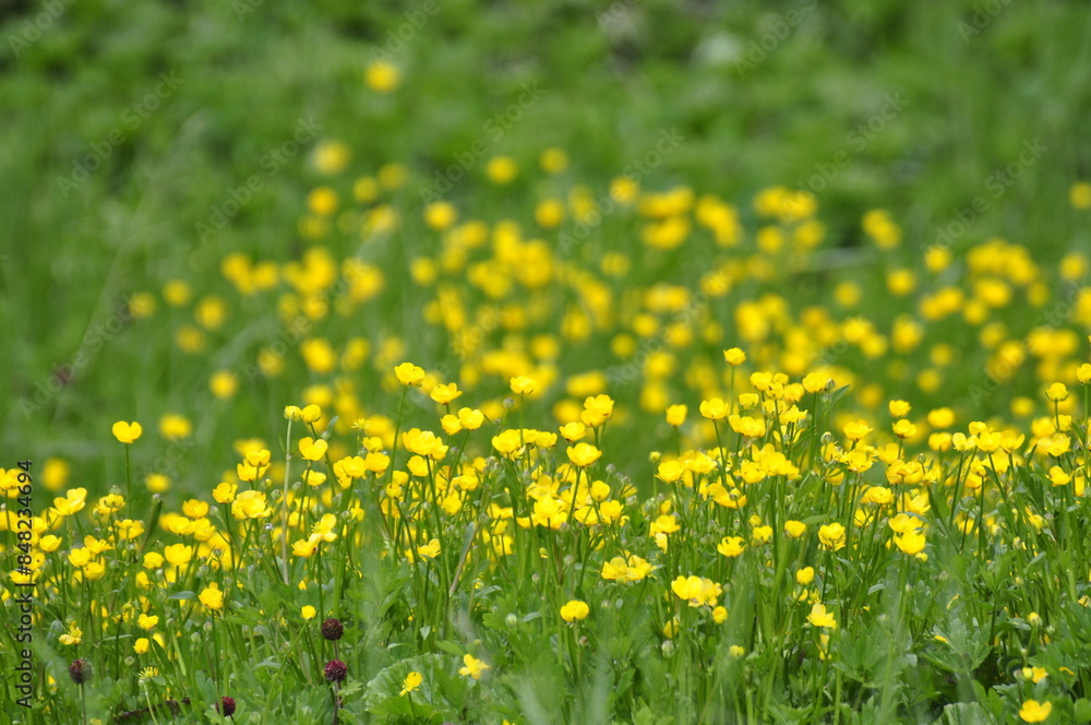 Obraz premium campo de flores amarillas en patagonia