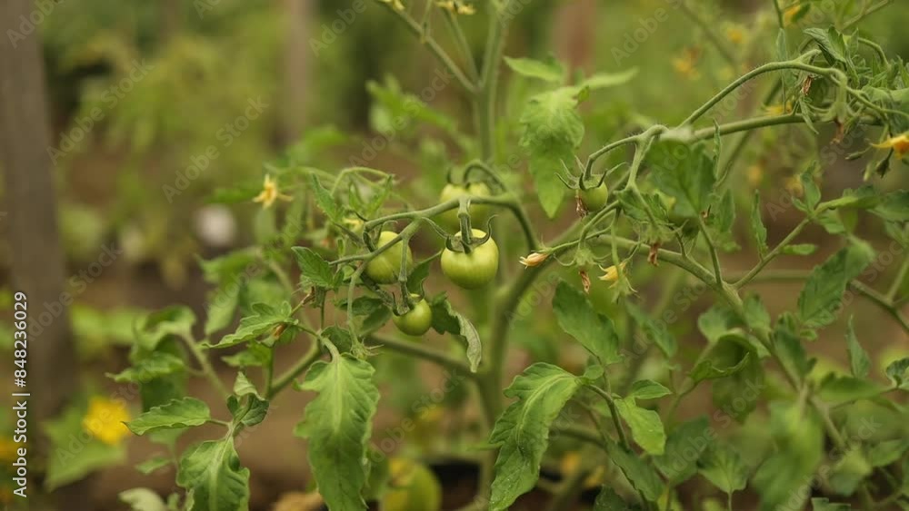 Growing organic tomatoes in a greenhouse. The tomato plant blooms and bears fruit in spring. High quality FullHD footage Growing organic tomatoes in a greenhouse. The tomato plant blooms and bears fruit in spring. High quality FullHD footage
