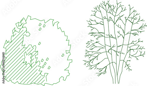 Vector silhouette illustration sketch detailed design of an artistic garden ornamental plant with lots of leaves and twigs