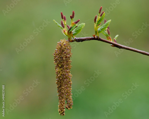 Fresh seeds, leaves and buds of an alder tree.