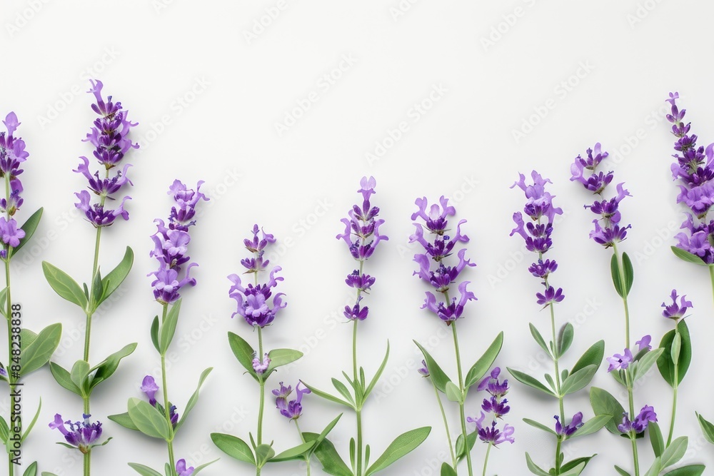 Naklejka premium Lavender flowers and leaves layout for health and design.