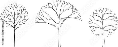 Vector silhouette illustration sketch, detailed artistic tree plant design for completeness of the image