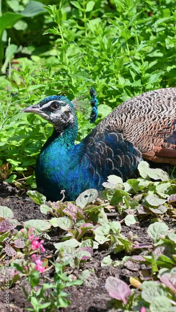 A male Indian peafowl (Pavo cristatus) lies in the grass. Beautiful bird. A male Indian peafowl (Pavo cristatus) lies in the grass. Beautiful bird.