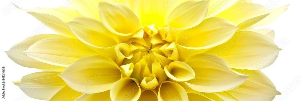 Obraz premium Yellow minimalist flower on white background, soft focus center, perfect for text overlay