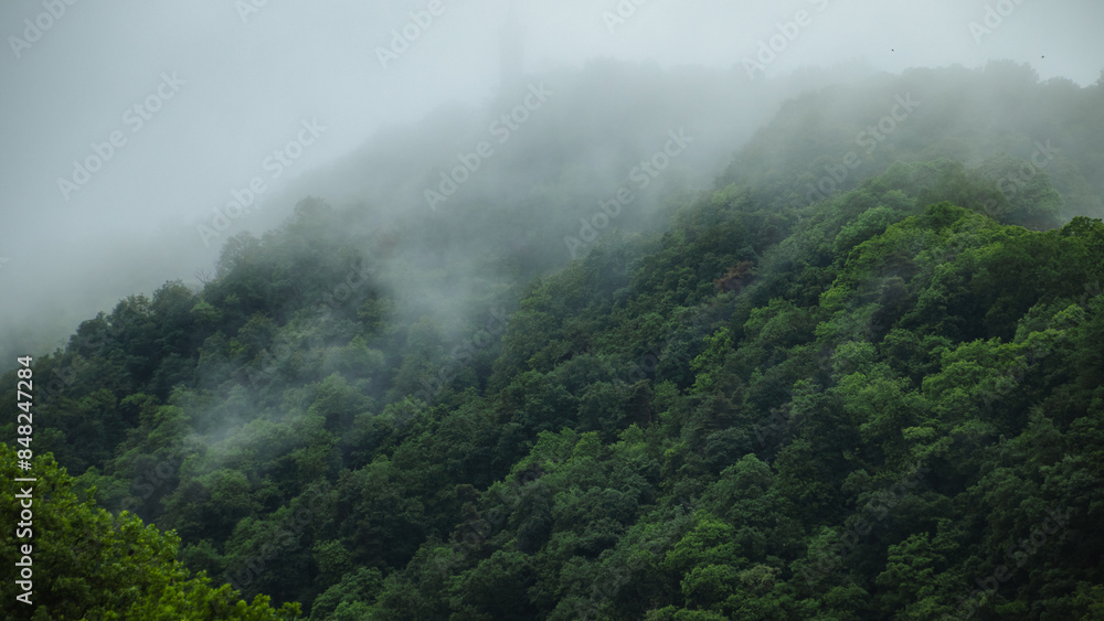 Misty forest Misty forest